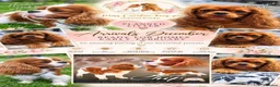 Cavalier King Charles Spaniel dogs for sale: Cavalier King Charles Spaniels litter planned  - Advert 1
