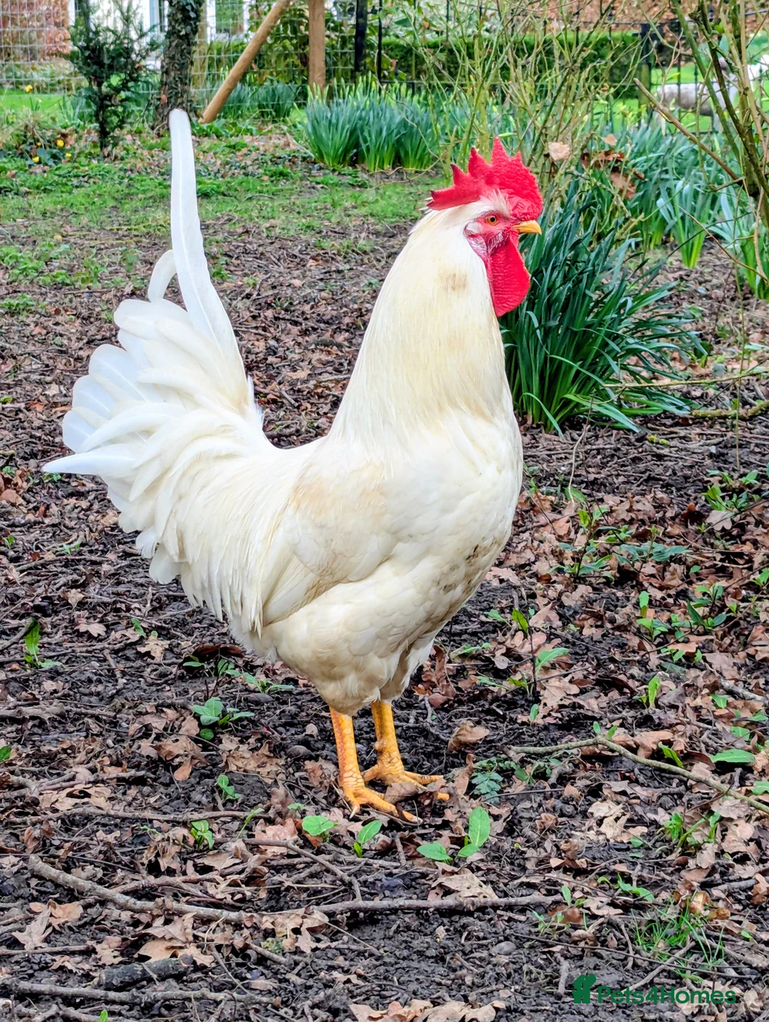 Chickens poultry for sale: White Sussex pure breed cockerel  in Newmarket - Advert 2