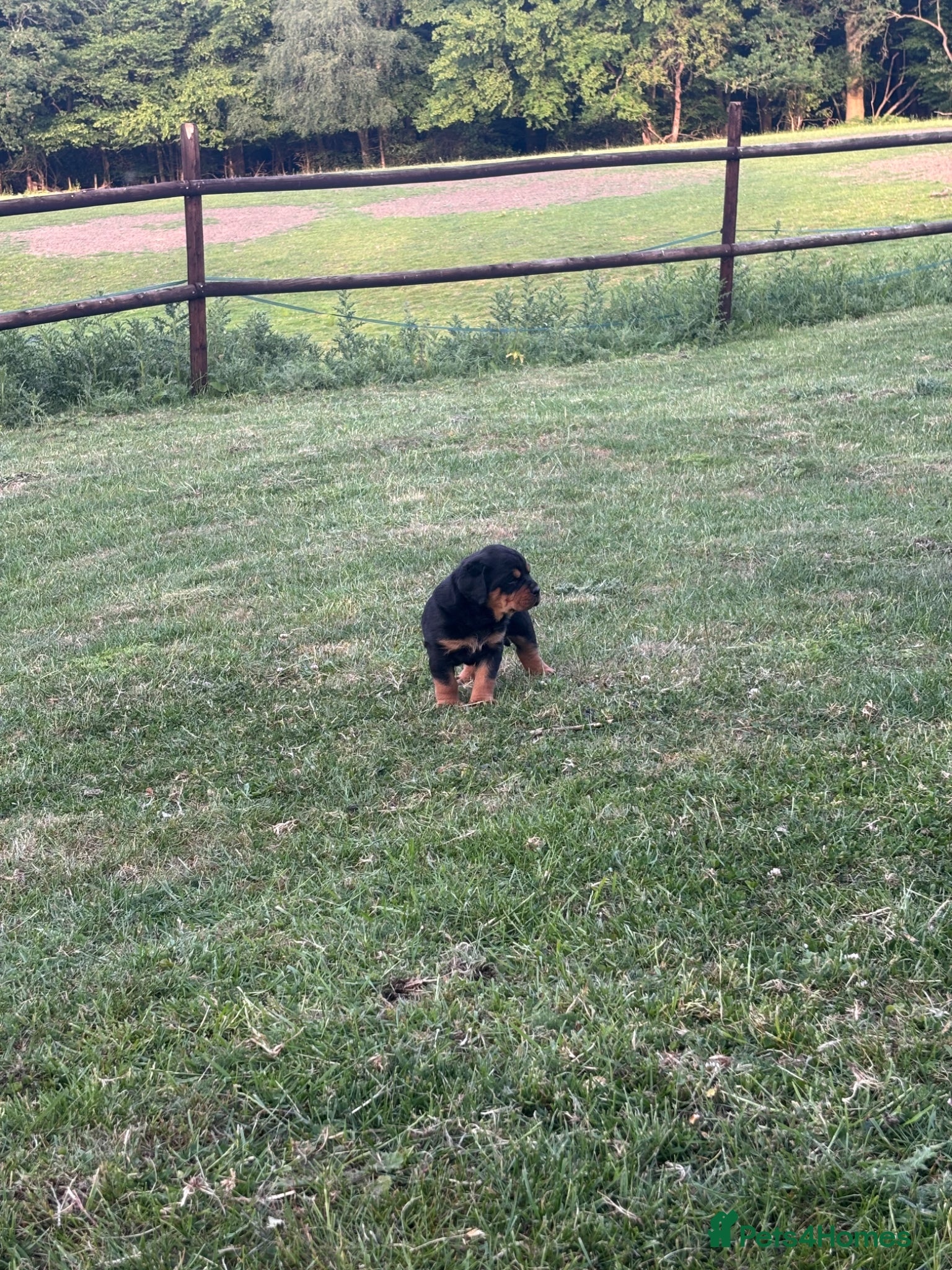 Rottweiler dogs for sale: Gorgeous chunky girl  - Advert 2
