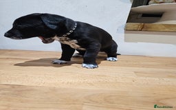 Mixed Breed dogs for sale: Litter of 7 dalmatian cross puppies - Image 23