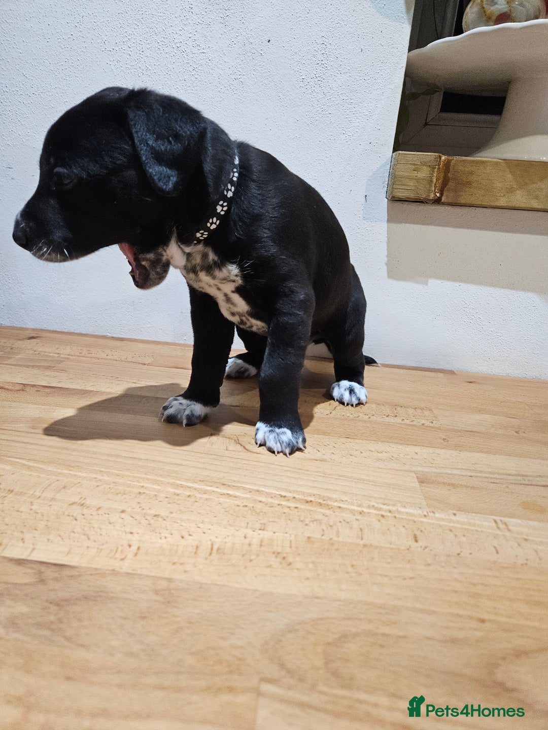 Mixed Breed dogs for sale: Litter of 7 dalmatian cross puppies - Image 23