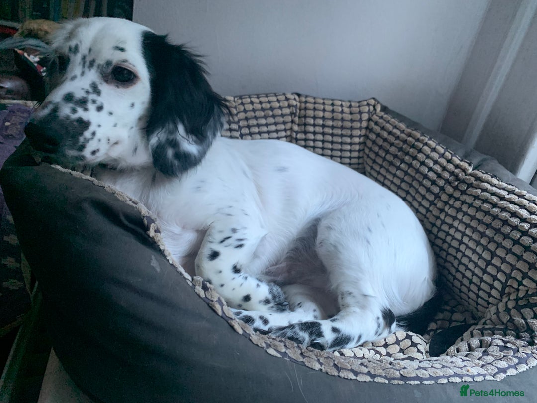 Dachshund dogs for sale: Last piebold black and white Dachshund Puppy  - Advert 20