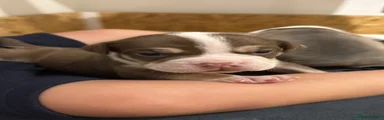 Olde English Bulldogge 9