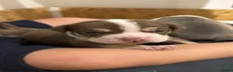 Olde English Bulldogge dogs for sale: READY TO LEAVE 3 old English bulldog  - Advert 28