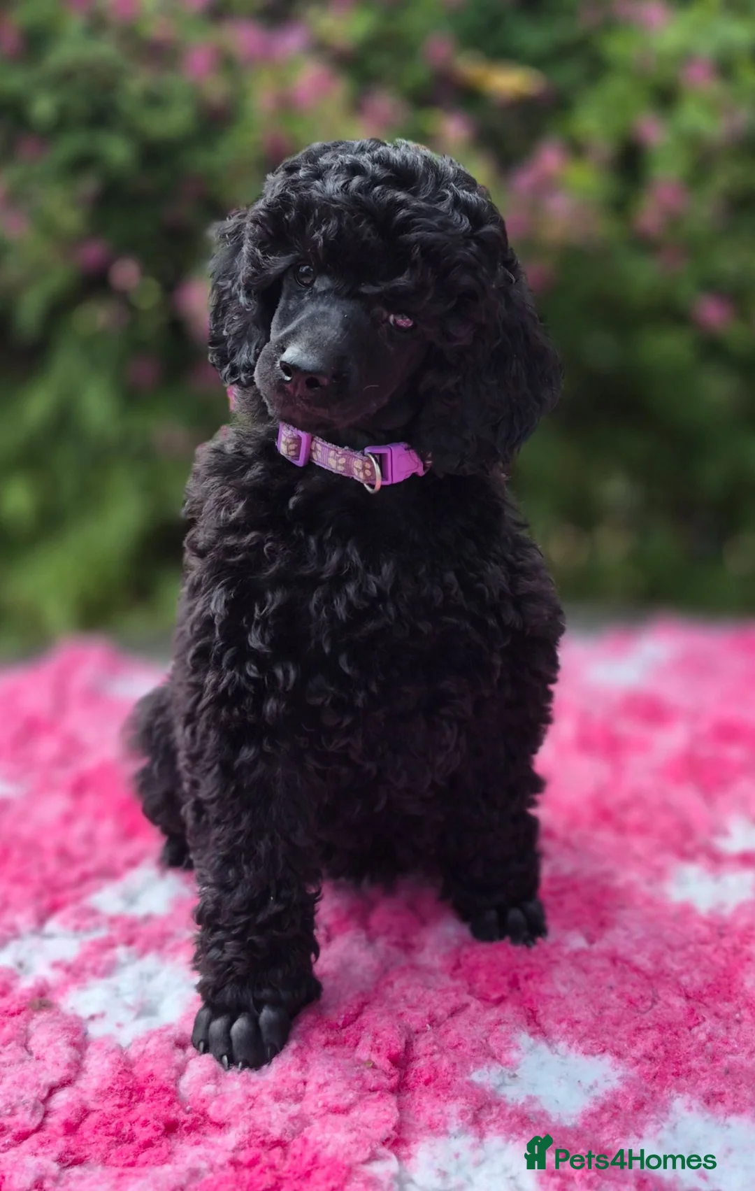 Miniature Poodle dogs for sale: Gorgeous Miniature Poodles - Advert 1