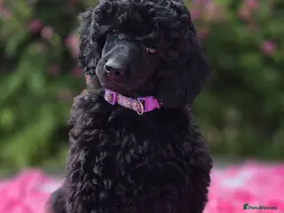 Miniature Poodle dogs Gorgeous Miniature Poodles - Advert 12