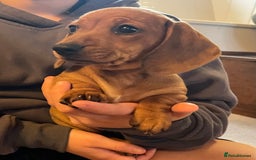 Miniature Dachshund dogs for sale: 🌭 Little Sausages Looking for Big Love! ❤️🐾 - Image 1