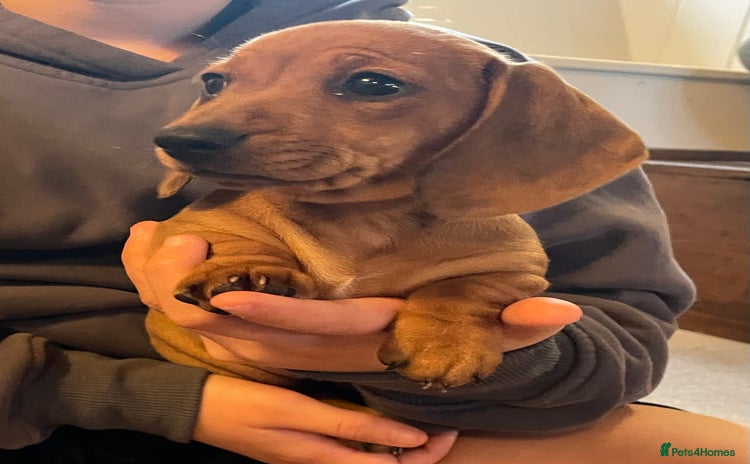 Miniature Dachshund dogs - Advert 1