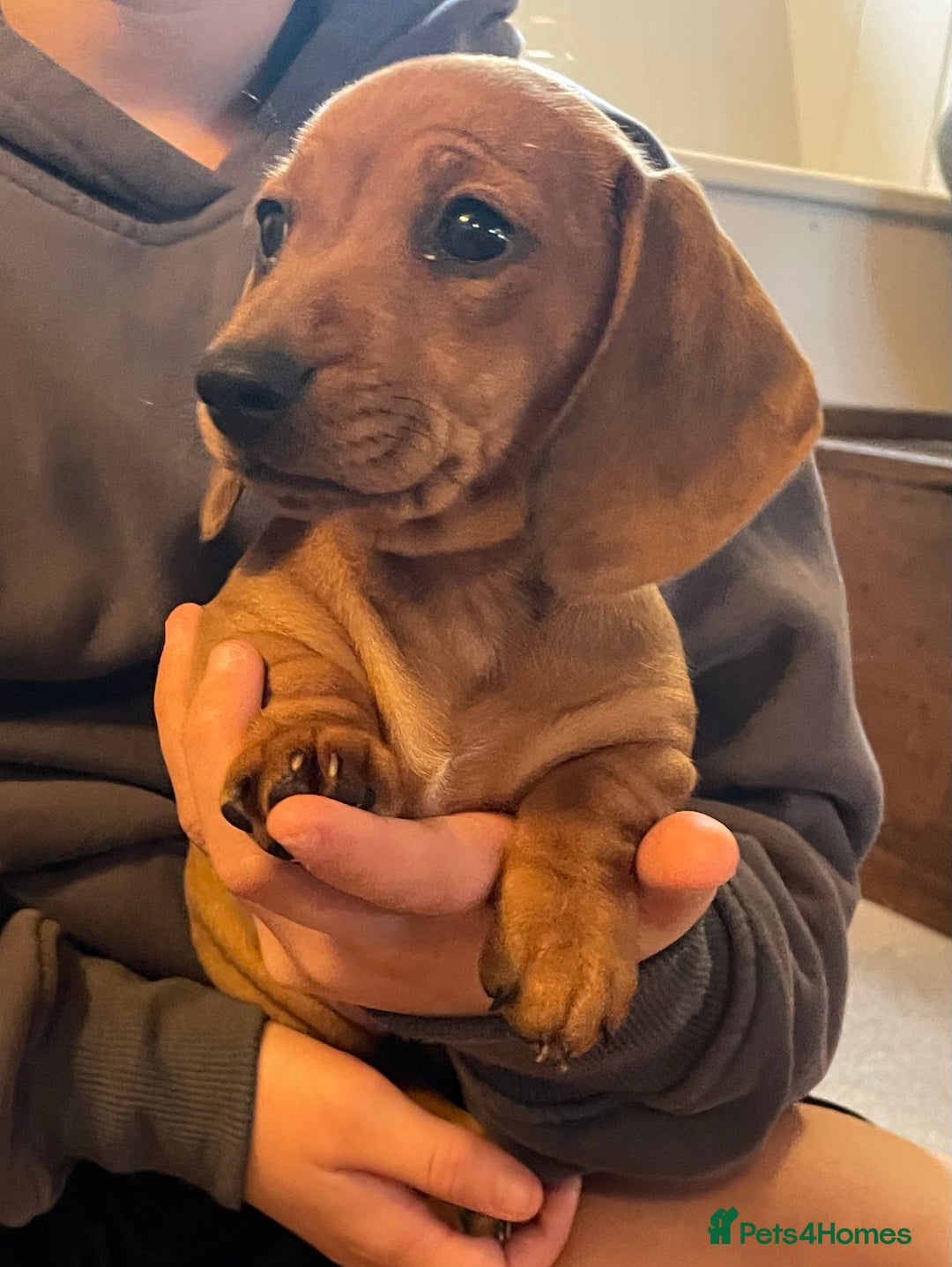 Miniature Dachshund dogs for sale: 🌭 Little Sausages Looking for Big Love! ❤️🐾 - Image 1