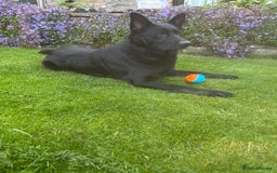 German Shepherd dogs for sale: ONE GIRL AVAILABLE -German shepherd puppies - Image 3