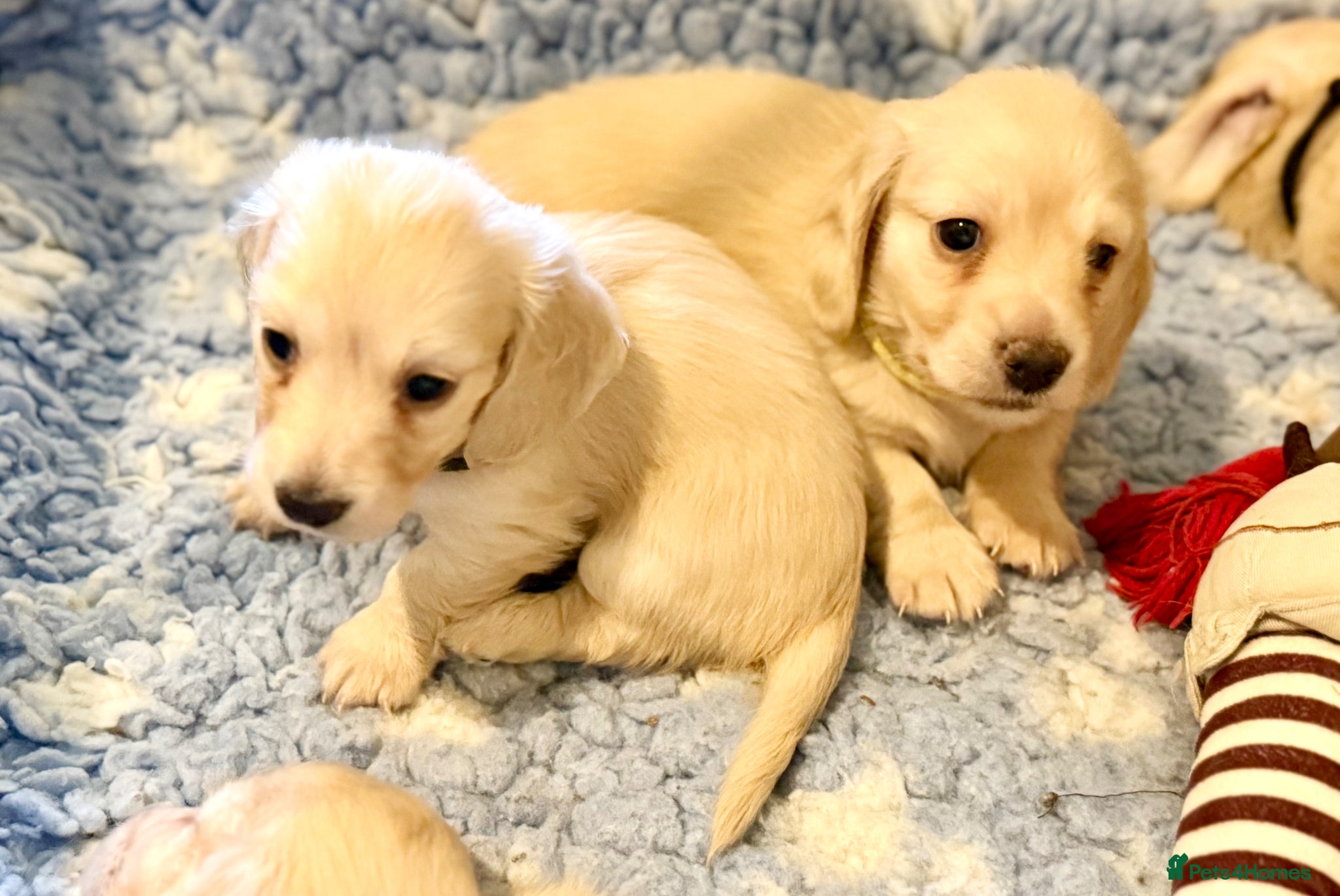 Miniature Dachshund dogs Cream long haired kc miniature dachshunds  - Advert 2