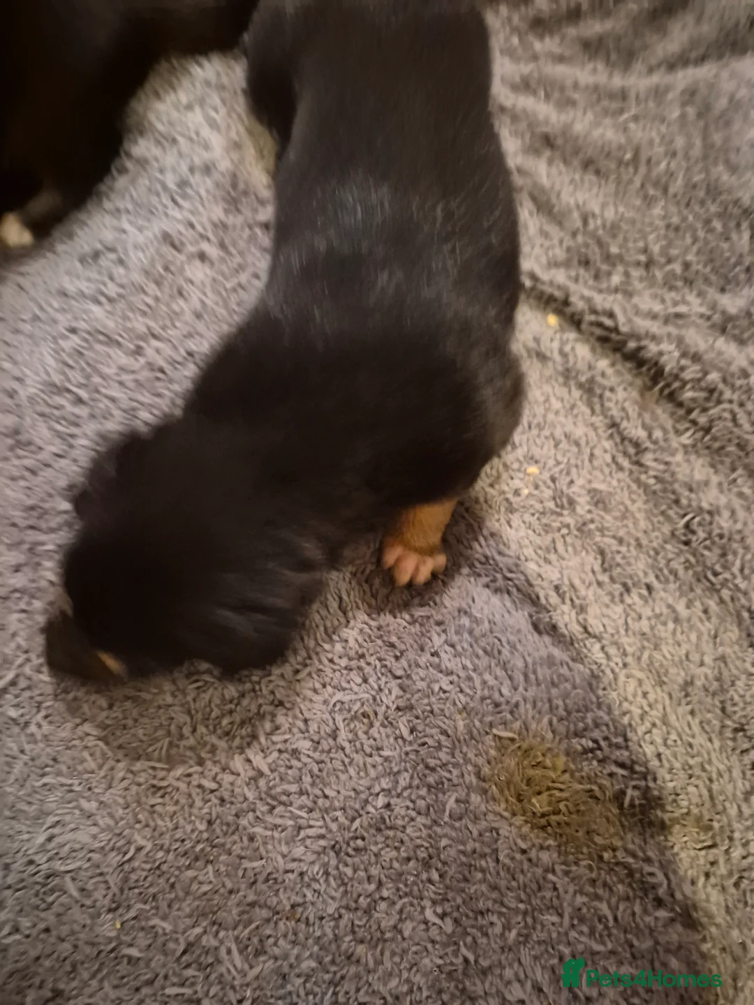 Mixed Breed dogs for sale: 5 shollie pups - Advert 9