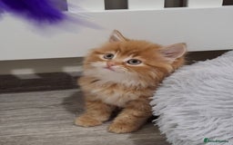 Maine Coon cats for sale: Absolutely Stunning Part Maine Coon Kittens - Advert 9