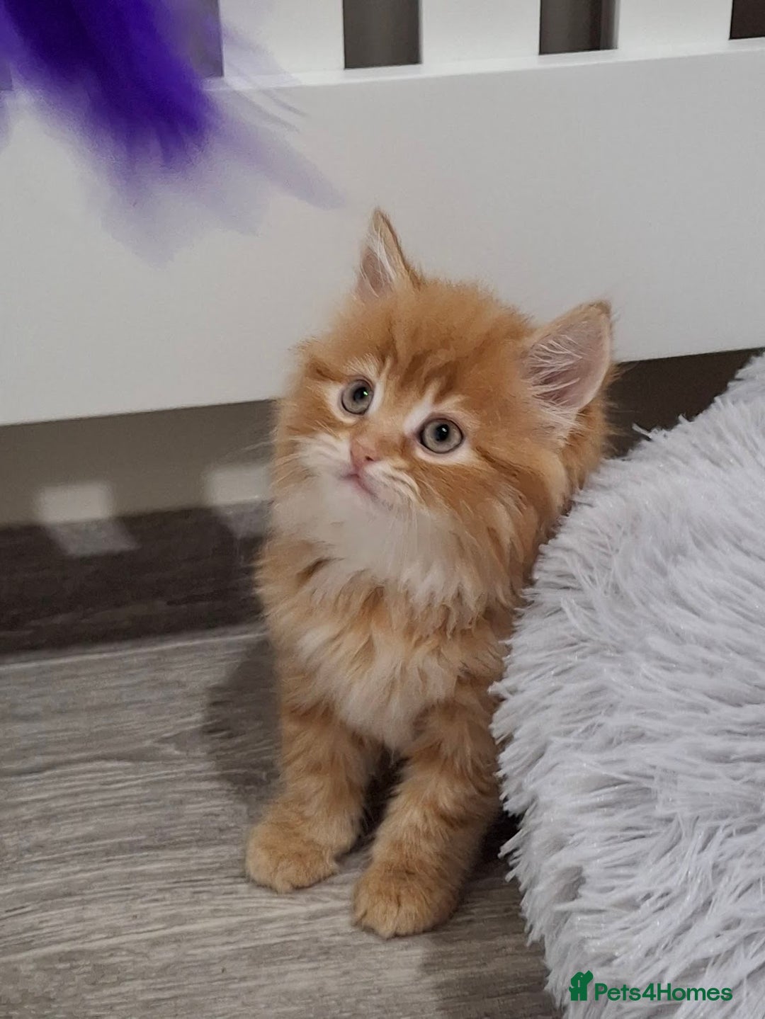 Maine Coon cats for sale: Absolutely Stunning Part Maine Coon Kittens - Advert 9