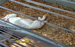 Rex rabbits for sale: Standard Rex Buck - REW. - Image 4