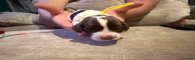 Cocker Spaniel 6