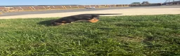German Shepherd dogs for sale: German Shepard puppies  - Advert 5
