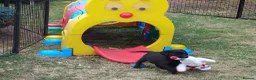 Labrador Retriever dogs for sale: Labrador pups KC extensively health tested parents - Advert 5