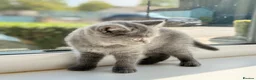 British Shorthair cats for sale: British shorthair  in Rotherham - Advert 6