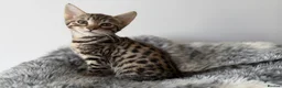 Savannah cats for sale: LAST BOY kitten left ! - Advert 12