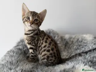 Savannah cats Savannah Kittens for Sale - Advert 16