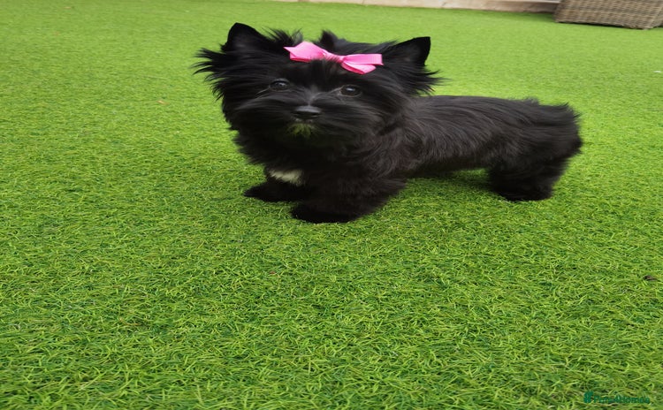 Yorkshire Terrier dogs in Billericay - Advert 2