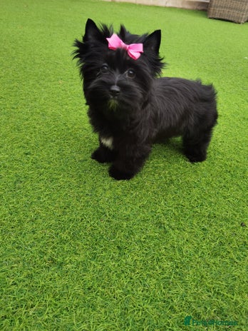 Yorkshire Terrier dogs in Billericay - Advert 1