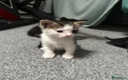 Domestic Shorthair cats for sale: beautiful tabby and black and white kittens - Image 17