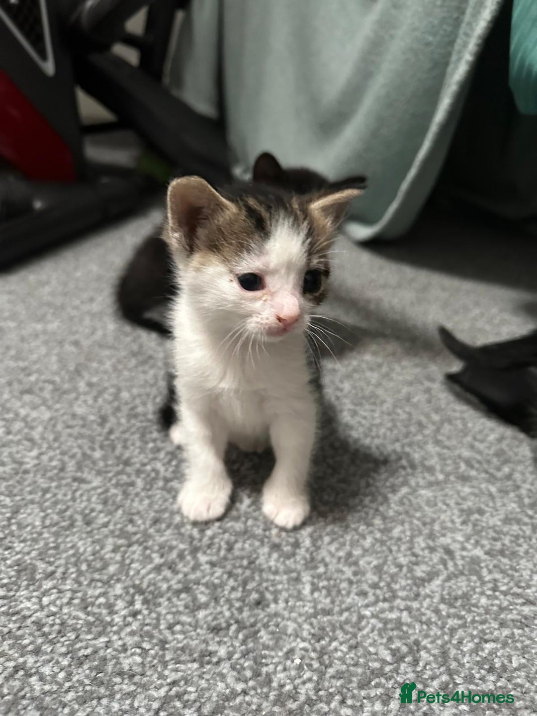 Domestic Shorthair cats for sale: beautiful tabby and black and white kittens - Image 17
