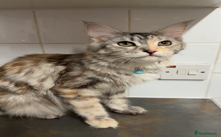 Maine Coon cats - Advert 3