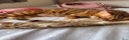 Bengal cats for sale: Beautiful Bengal Kittens🤎 in London - Advert 10