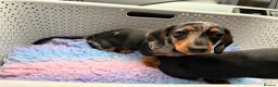 Miniature Dachshund dogs for sale: Miniature Dachshund Female Silver Dapple  - Advert 3