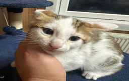 Bengal cats for sale: ​​Bengal X Ragdoll Mix Kittens - Ready to go! - Image 18