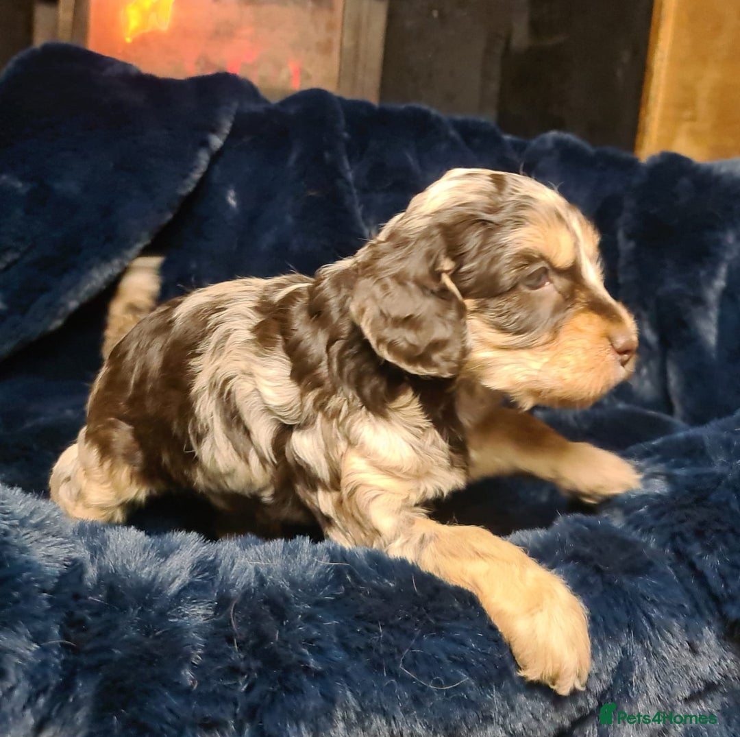 Cockapoo dogs for sale: Exceptional Cockapoo Puppies for Sale - Advert 2