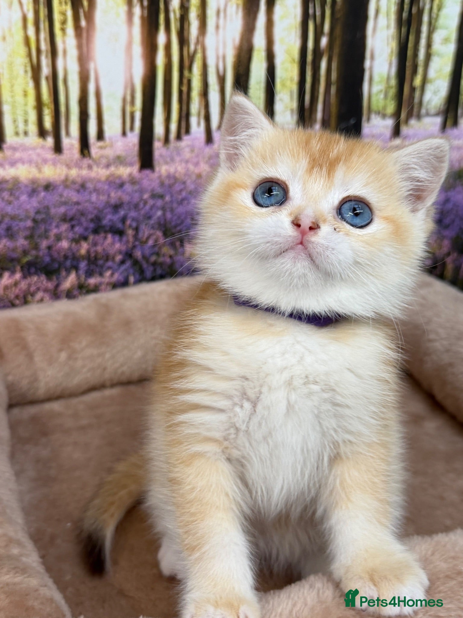 British Shorthair cats British shorthair golden kittens TICA - Advert 10