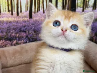 British Shorthair cats British shorthair golden kittens TICA - Advert 10