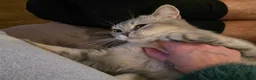 British Shorthair cats for sale: Silver tip cuddly girl - Advert 3