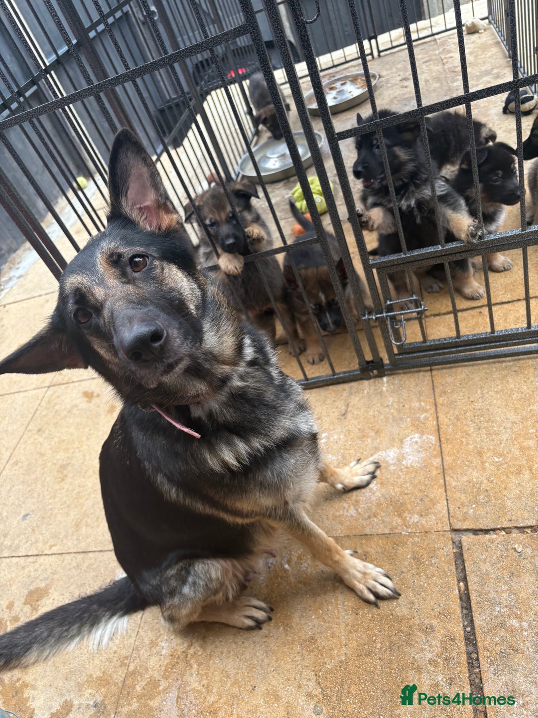 German Shepherd dogs for sale: German Shepherd puppies  - Image 6