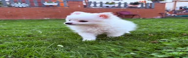 Pomeranian 2