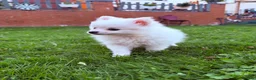 Pomeranian dogs for sale: Pomeranians Puppy’s  - Advert 7