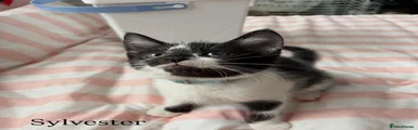 Sylvester