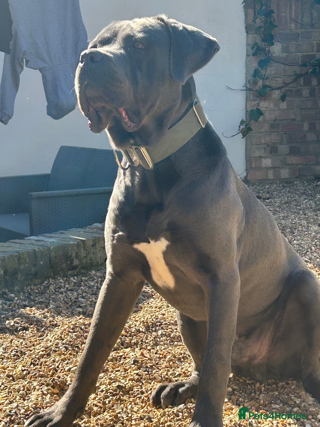 Cane Corso dogs for sale: 3 year old cane corso - Advert 5