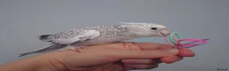 Cockatiels birds for sale: Hand reread hand tame female cockatiel  - Advert 13