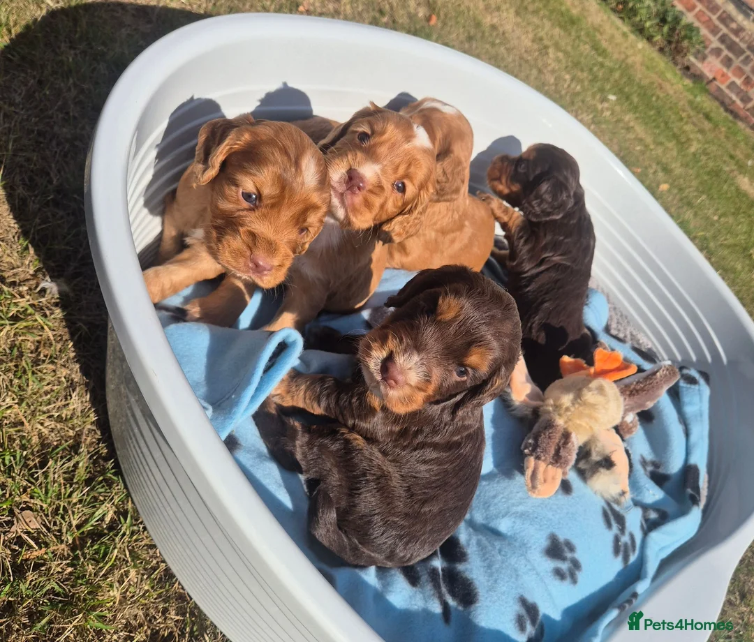 Cocker Spaniel dogs for sale: Kc registered working cockers - Advert 2