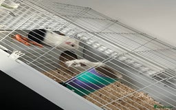 Guinea Pig rodents for sale: 2 male Guinea pigs for sale, cage included - Image 3