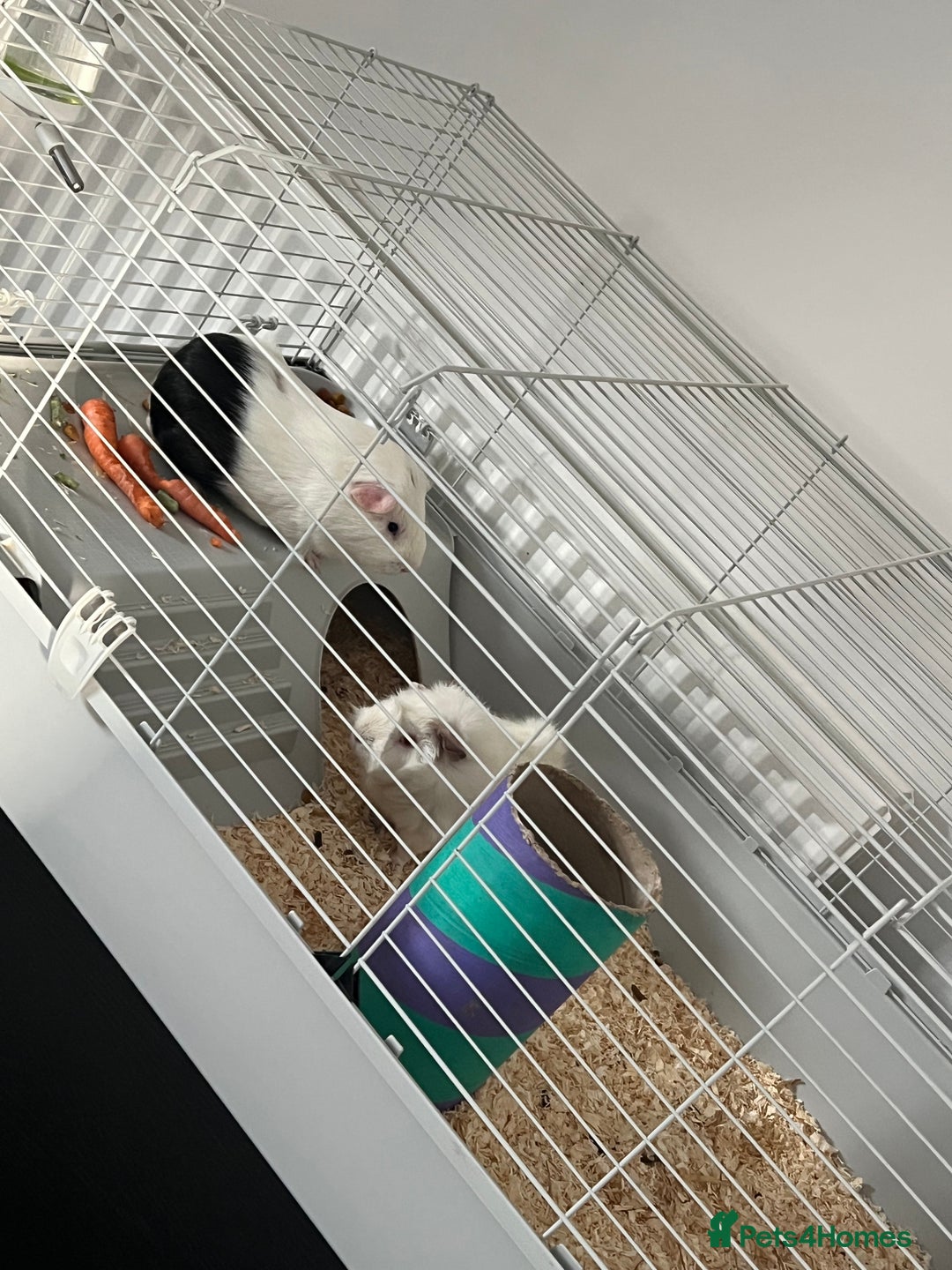 Guinea Pig rodents for sale: 2 male Guinea pigs for sale, cage included - Image 3