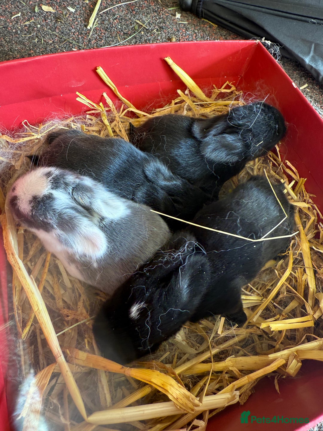 Mini Lop rabbits for sale: Top quality mini lop babies  - Image 3