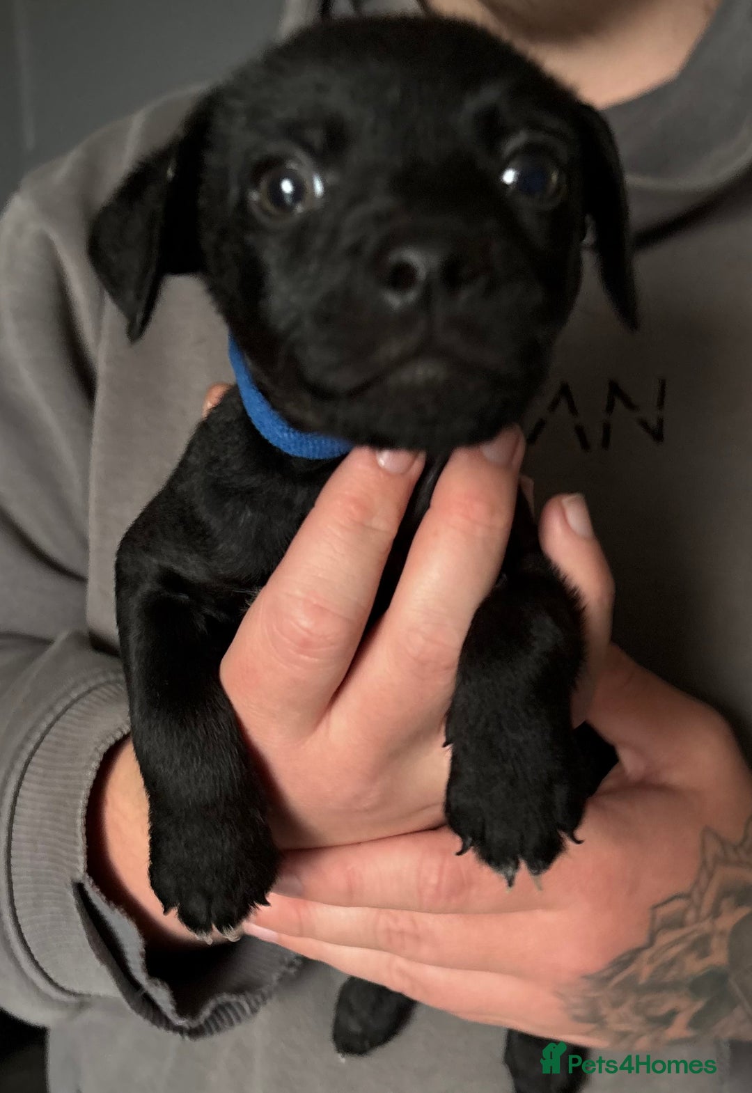 Patterdale Terrier dogs for sale: Patterdale puppies  - Image 7
