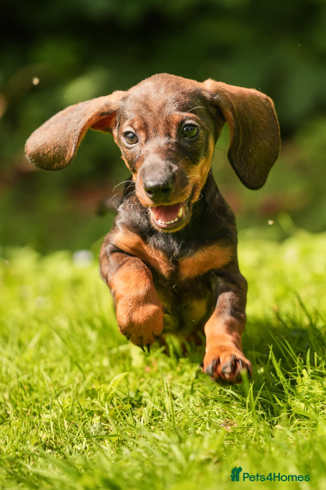 Dachshund dogs for sale: Rare Standard Wire Haired Dapple Dachshunds  in Leicester - Advert 33