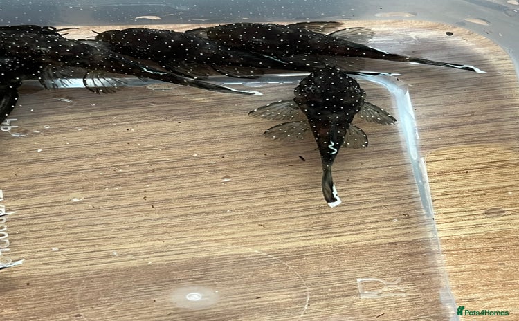 Plecos fish in Horsham - Advert 15